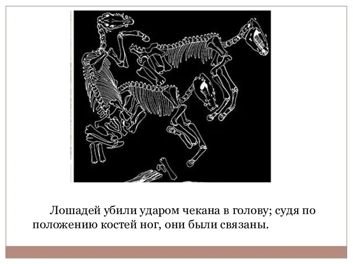 Лошадей убили ударом чекана в голову; судя по положению костей ног, они были связаны.