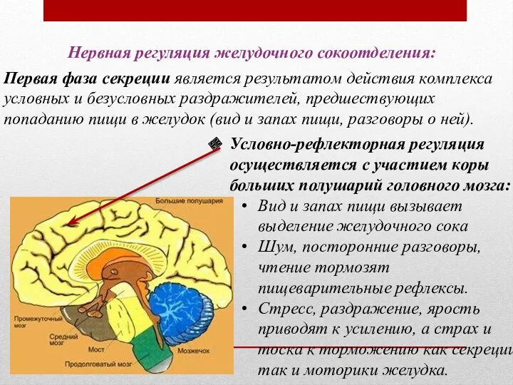 Первая фаза секреции является результатом действия комплекса условных и безусловных