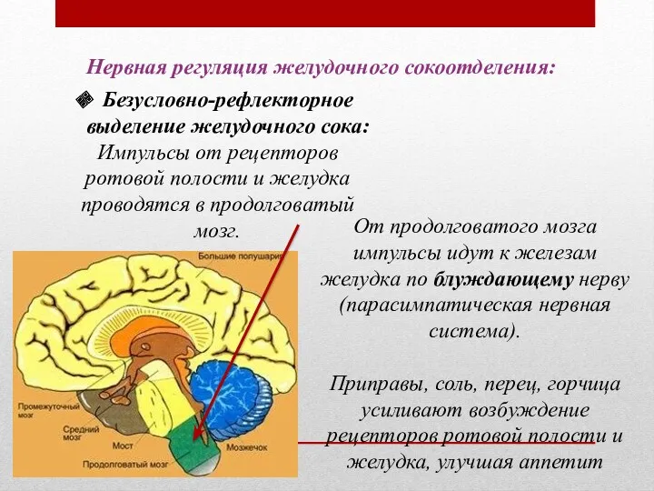 От продолговатого мозга импульсы идут к железам желудка по блуждающему