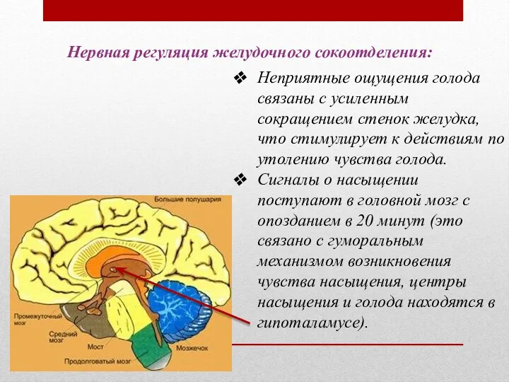 Неприятные ощущения голода связаны с усиленным сокращением стенок желудка, что