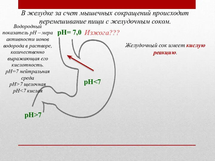 В желудке за счет мышечных сокращений происходит перемешивание пищи с