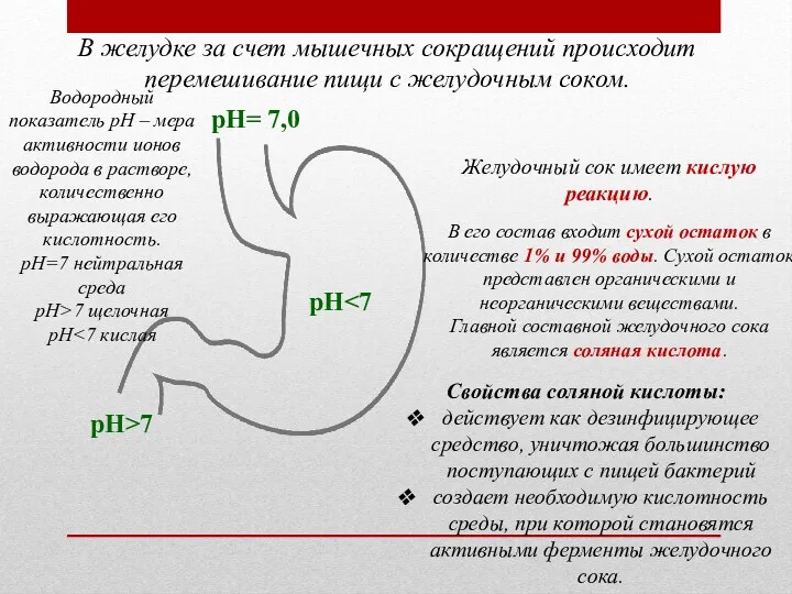 В желудке за счет мышечных сокращений происходит перемешивание пищи с