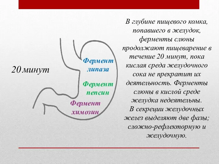 В глубине пищевого комка, попавшего в желудок, ферменты слюны продолжают