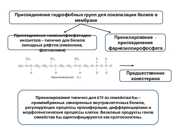 Присоединение гидрофобных групп для локализации белков в мембране Присоединение гликозилфосфатидил