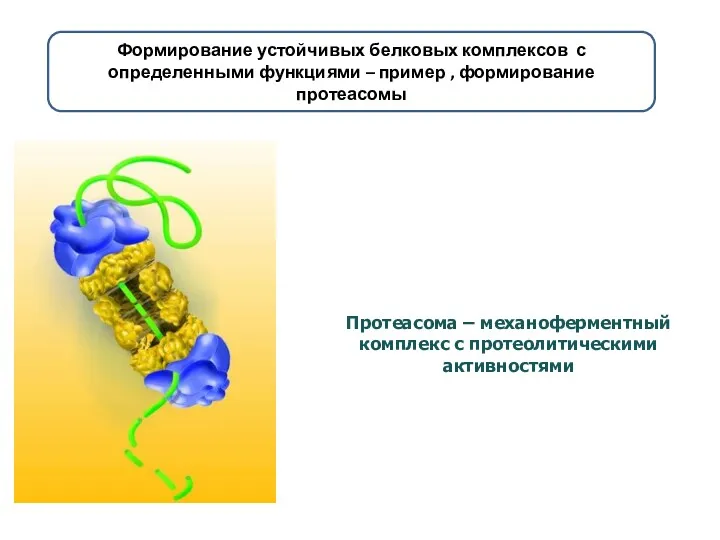 Протеасома – механоферментный комплекс с протеолитическими активностями Формирование устойчивых белковых