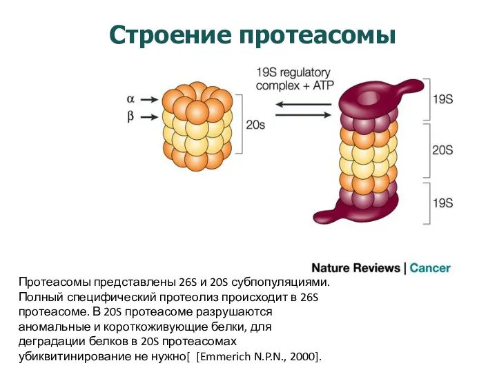 Строение протеасомы Протеасомы представлены 26S и 20S субпопуляциями. Полный специфический