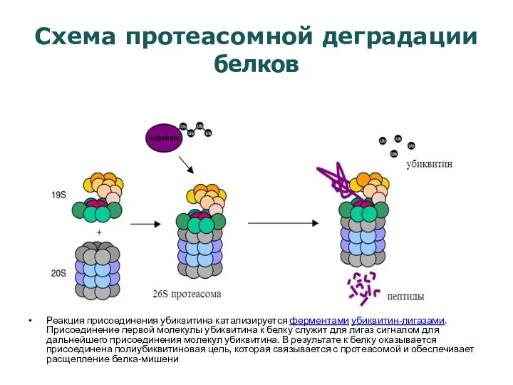 Схема протеасомной деградации белков Реакция присоединения убиквитина катализируется ферментами убиквитин-лигазами.