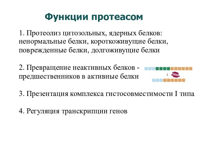 Функции протеасом 1. Протеолиз цитозольных, ядерных белков: ненормальные белки, короткоживущие