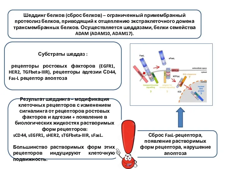 Сброс FasL-рецептора, появление растворимых форм рецептора, нарушение апоптоза Шеддинг белков