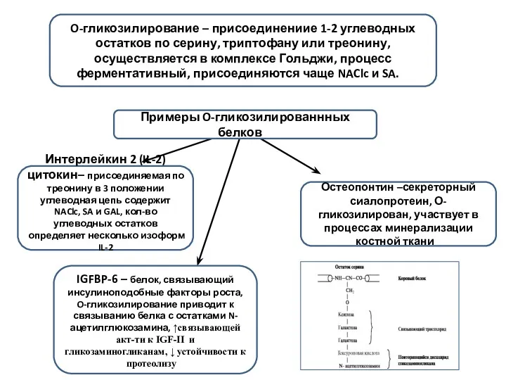 O-гликозилирование – присоединениие 1-2 углеводных остатков по серину, триптофану или