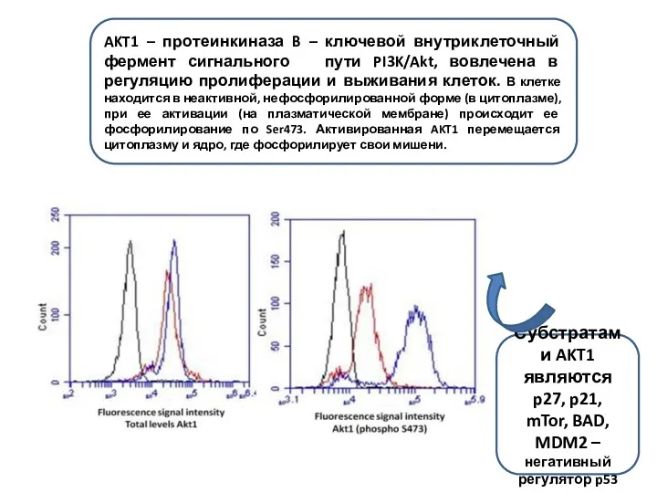 AKT1 – протеинкиназа B – ключевой внутриклеточный фермент сигнального пути