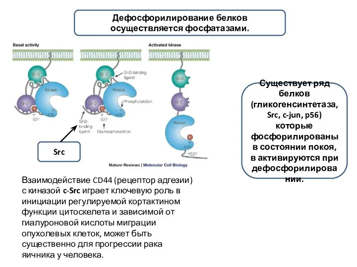 Взаимодействие CD44 (рецептор адгезии) с киназой c-Src играет ключевую роль