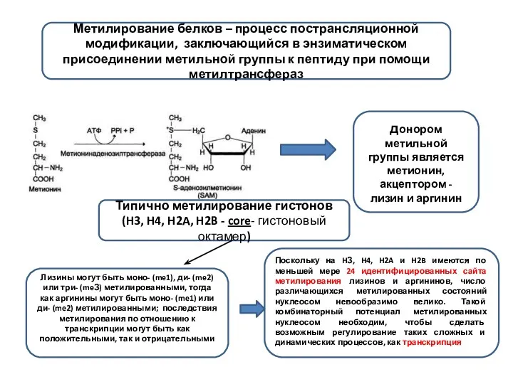 Метилирование белков – процесс пострансляционной модификации, заключающийся в энзиматическом присоединении