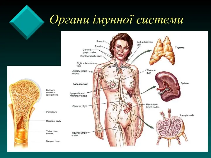 Органи імунної системи
