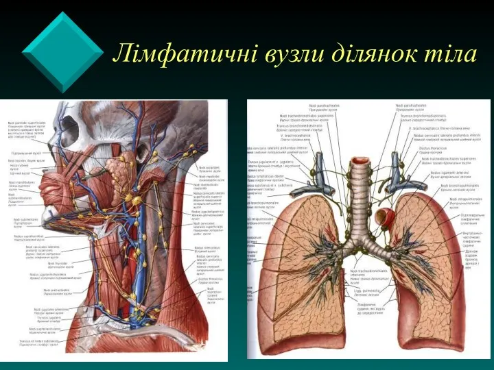 Лімфатичні вузли ділянок тіла