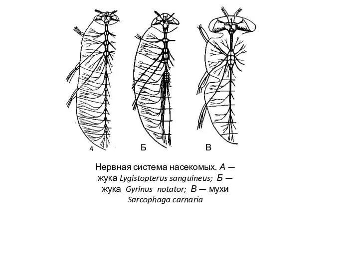 Б В Нервная система насекомых. А — жука Lygistopterus sanguineus; Б — жука