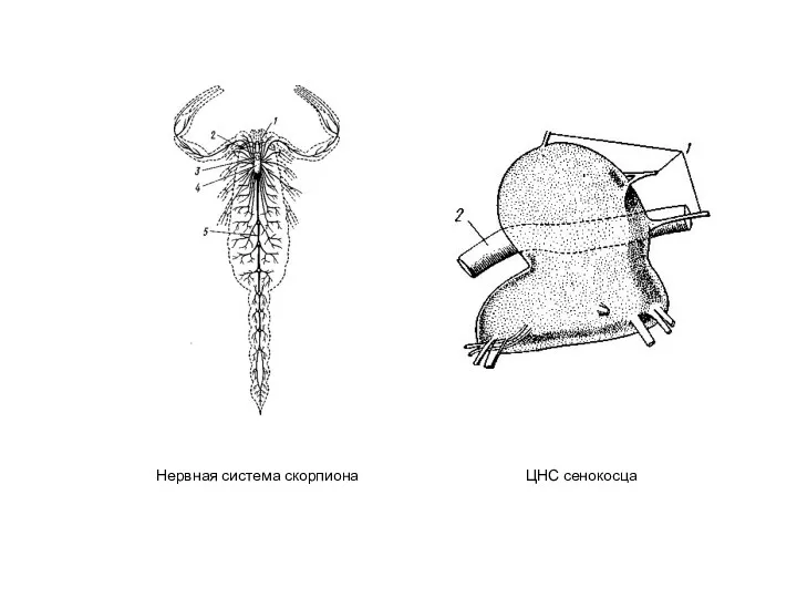 Нервная система скорпиона ЦНС сенокосца