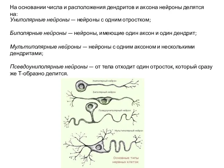 На основании числа и расположения дендритов и аксона нейроны делятся на: Униполярные нейроны