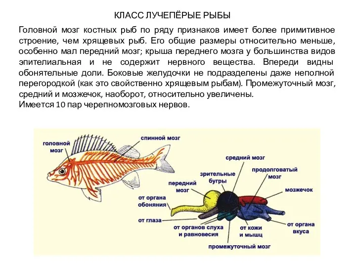 КЛАСС ЛУЧЕПЁРЫЕ РЫБЫ Головной мозг костных рыб по ряду признаков имеет более примитивное