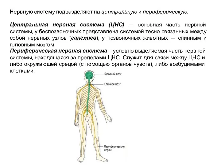 Нервную систему подразделяют на центральную и периферическую. Центральная нервная система (ЦНС) — основная