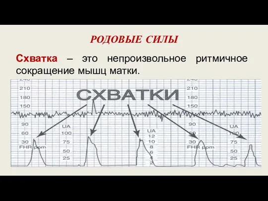 РОДОВЫЕ СИЛЫ Схватка – это непроизвольное ритмичное сокращение мышц матки.