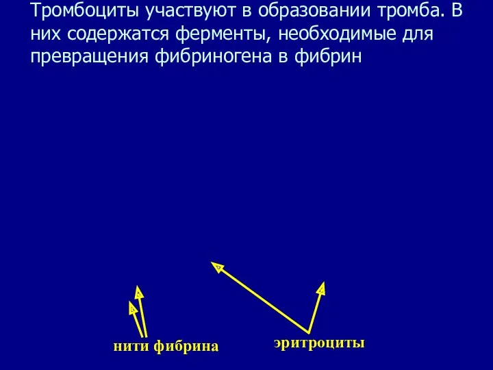 Тромбоциты участвуют в образовании тромба. В них содержатся ферменты, необходимые