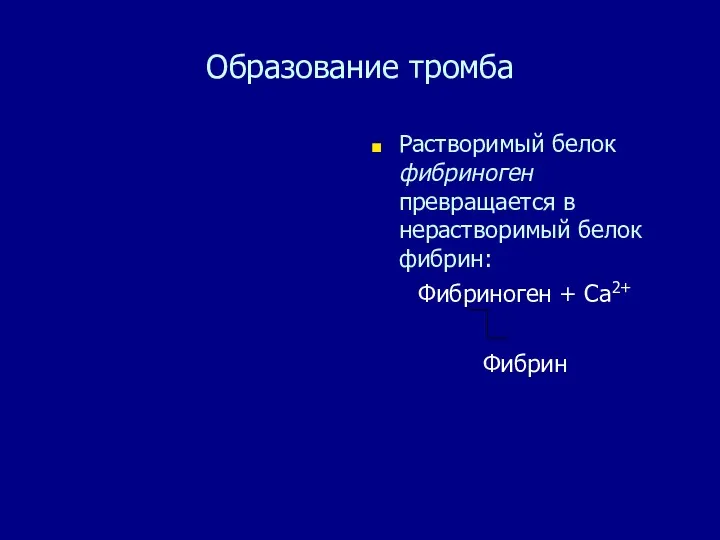 Образование тромба Растворимый белок фибриноген превращается в нерастворимый белок фибрин: Фибриноген + Са2+ Фибрин