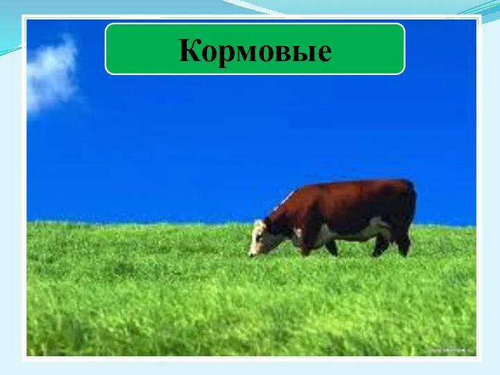 Кормовые