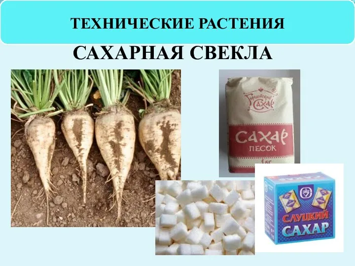 ТЕХНИЧЕСКИЕ РАСТЕНИЯ САХАРНАЯ СВЕКЛА