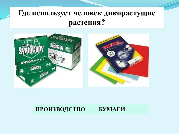 Где использует человек дикорастущие растения? ПРОИЗВОДСТВО БУМАГИ