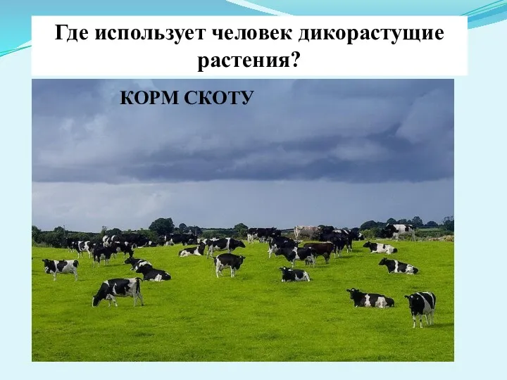 КОРМ СКОТУ Где использует человек дикорастущие растения?