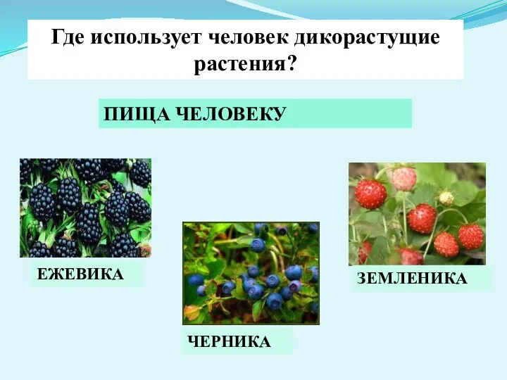 ПИЩА ЧЕЛОВЕКУ Где использует человек дикорастущие растения? ЕЖЕВИКА ЗЕМЛЕНИКА ЧЕРНИКА