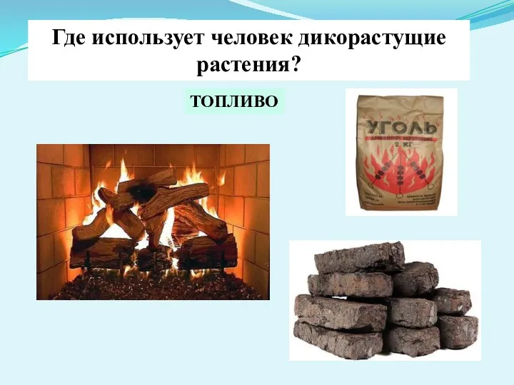 ТОПЛИВО Где использует человек дикорастущие растения?