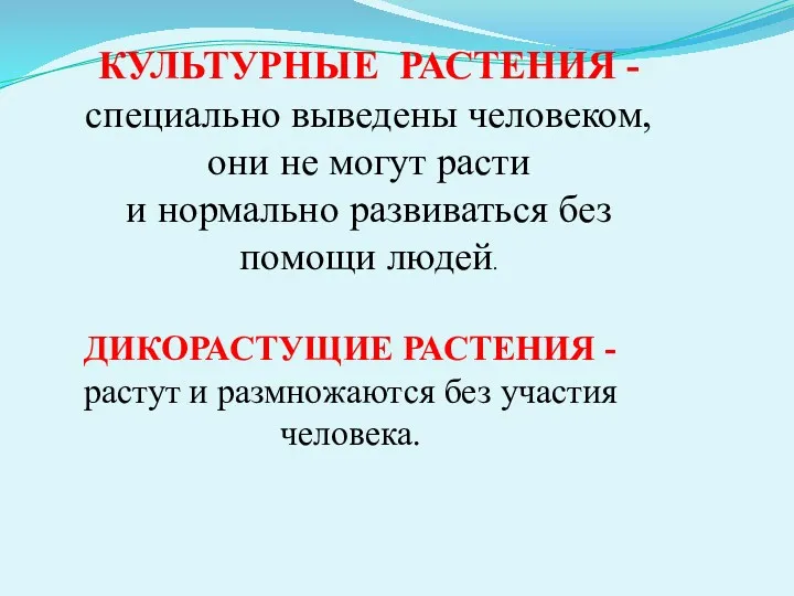 КУЛЬТУРНЫЕ РАСТЕНИЯ - специально выведены человеком, они не могут расти и нормально развиваться