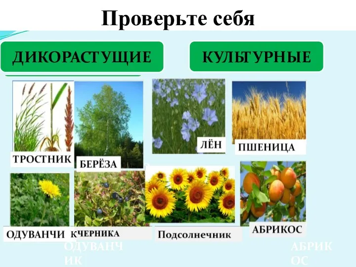 Проверьте себя ДИКОРАСТУЩИЕ КУЛЬТУРНЫЕ ТРОСТНИК ОДУВАНЧИК БЕРЁЗА ЛЁН АБРИКОС к