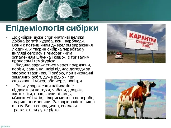 Епідеміологія сибірки До сибірки дуже сприйнятливі велика і дрібна рогата худоба, коні, верблюди.