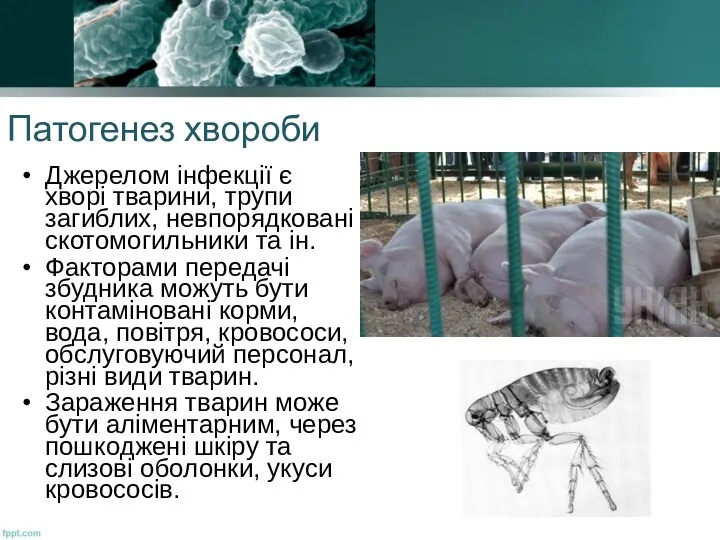 Патогенез хвороби Джерелом інфекції є хворі тварини, трупи загиблих, невпорядковані