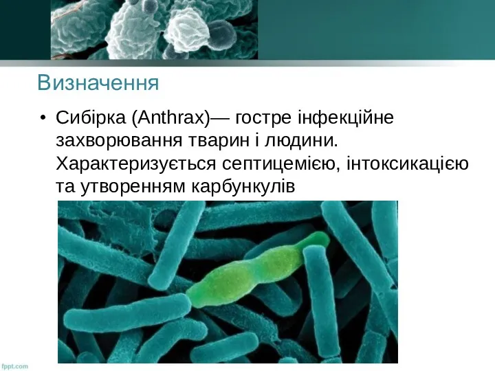 Визначення Сибірка (Anthrax)— гостре інфекційне захворювання тварин і людини. Характеризується септицемією, інтоксикацією та утворенням карбункулів