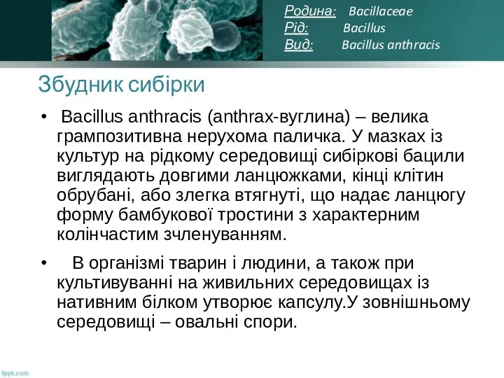 Збудник сибірки Bacillus anthracis (anthrax-вуглина) – велика грампозитивна нерухома паличка. У мазках із