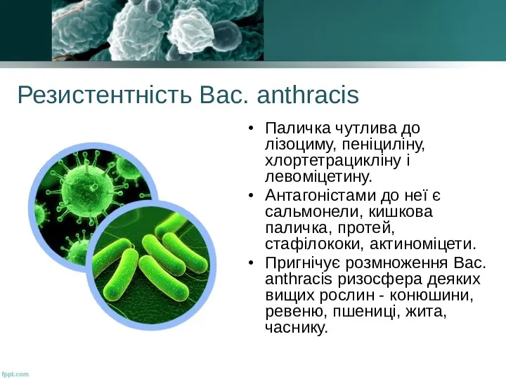 Резистентність Вас. anthracis Паличка чутлива до лізоциму, пеніциліну, хлортетрацикліну і левоміцетину. Антагоністами до