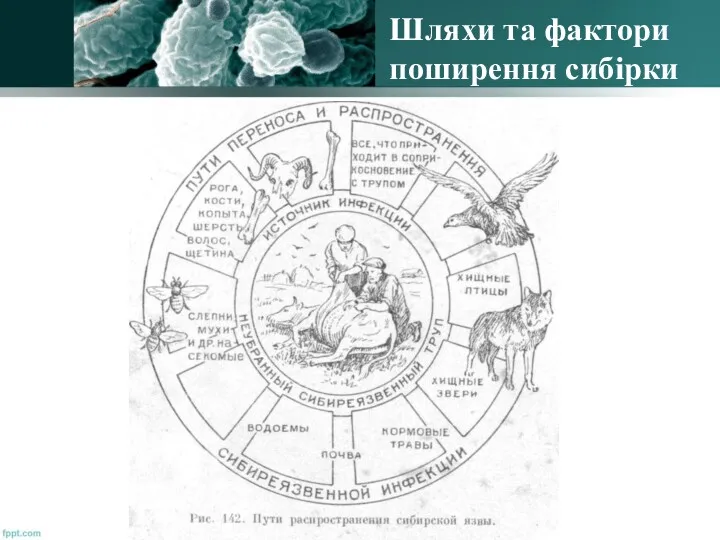 Шляхи та фактори поширення сибірки