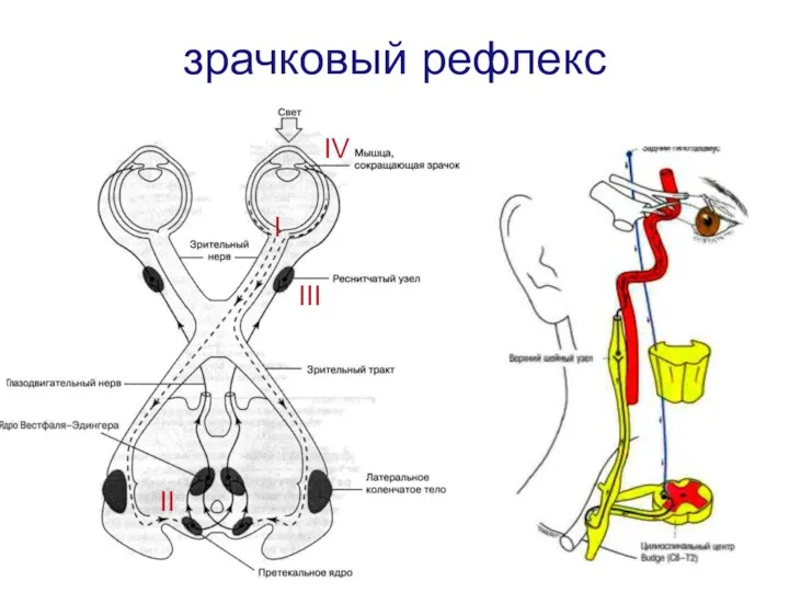 зрачковый рефлекс I II III IV