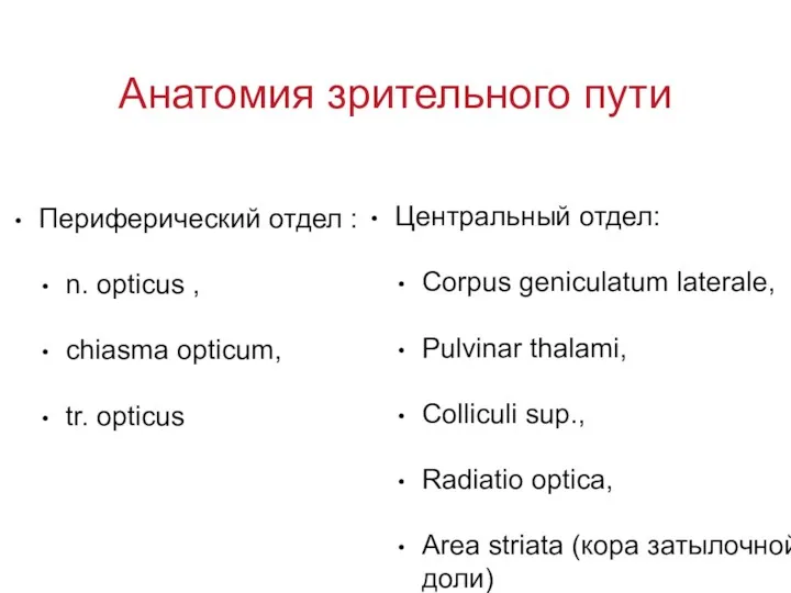 Анатомия зрительного пути Периферический отдел : n. opticus , chiasma opticum, tr. opticus