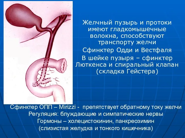 Сфинктер ОПП – Mirizzi - препятствует обратному току желчи Регуляция: