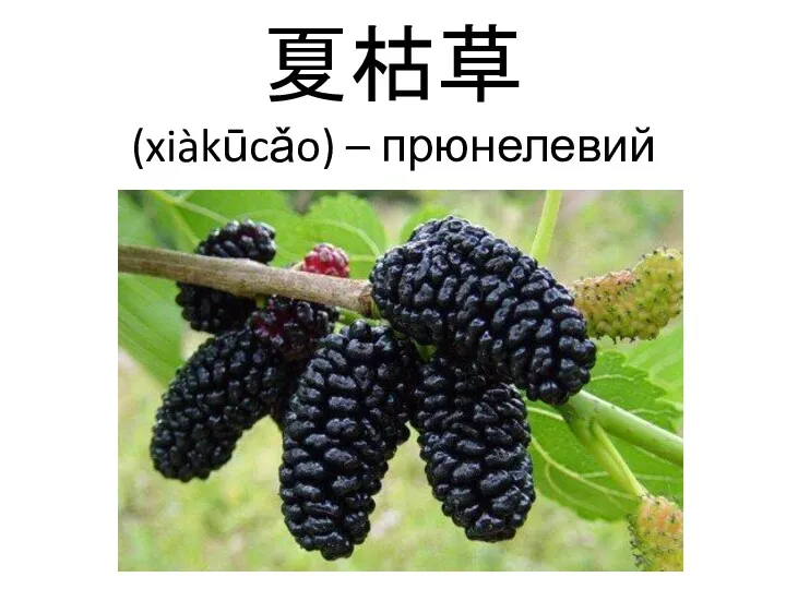 夏枯草 (xiàkūcǎo) – прюнелевий