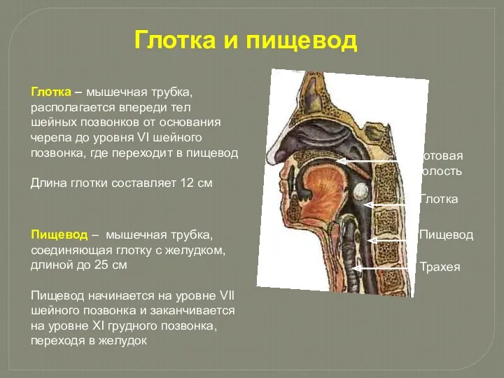 Глотка – мышечная трубка, располагается впереди тел шейных позвонков от