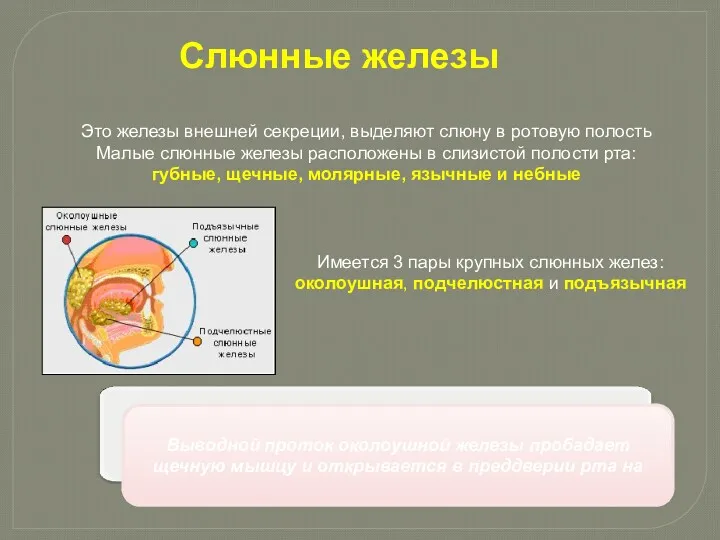 Это железы внешней секреции, выделяют слюну в ротовую полость Малые