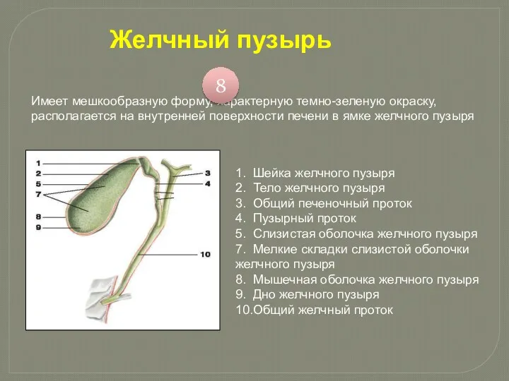 Имеет мешкообразную форму, характерную темно-зеленую окраску, располагается на внутренней поверхности