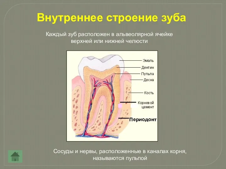 Внутреннее строение зуба Периодонт Каждый зуб расположен в альвеолярной ячейке