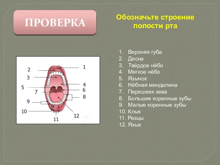 1. Верхняя губа 2. Десна 3. Твёрдое нёбо 4. Мягкое